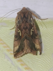 Autographa macrogamma