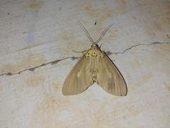 Asota canaraica