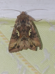 Autographa macrogamma