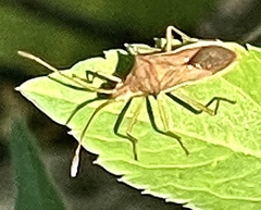 Gonocerini