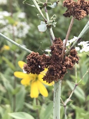 Aculops euphorbicolus