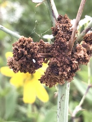 Aculops euphorbicolus