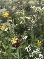 Aculops euphorbicolus