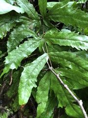 Tectaria heracleifolia