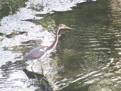 Egretta tricolor