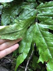 Tectaria heracleifolia