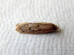 Acantholena siccella