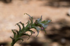 Castilleja spiranthoides