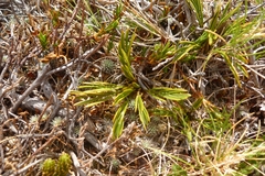Aciphylla monroi
