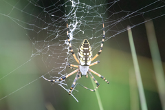 Argiope aurantia image