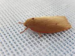 Euchaetis