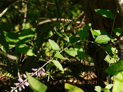 Hebecarpa rivinifolia