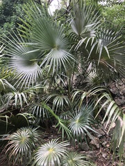 Coccothrinax alta