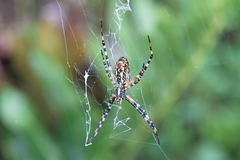 Argiope aurantia image
