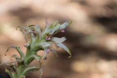Castilleja spiranthoides