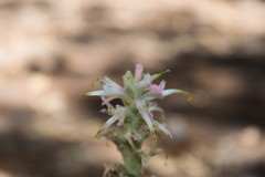Castilleja spiranthoides