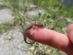 Hemidactylus mabouia