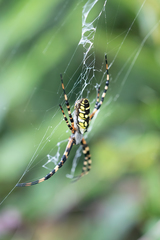 Argiope aurantia image