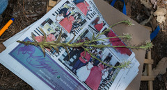 Castilleja spiranthoides