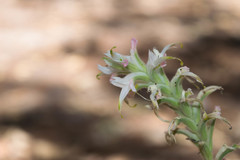 Castilleja spiranthoides