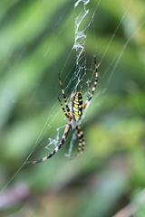 Argiope aurantia image