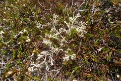 Cladonia arbuscula mitis
