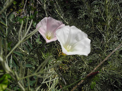 Calystegia purpurata