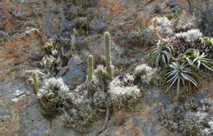 Trichocereus cuzcoensis