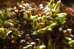 Notogrammitis crassior