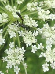 Gasteruption assectator