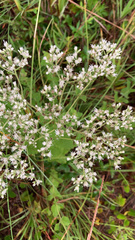 Eupatorium rotundifolium