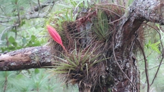 Tillandsia lampropoda