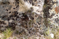 Celmisia laricifolia