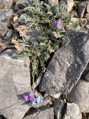 Oxytropis oreophila