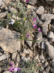 Oxytropis oreophila