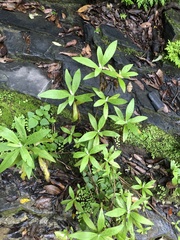 Pluchea carolinensis