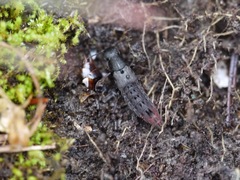 Platydracus tarsalis