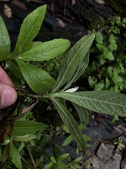 Pluchea carolinensis
