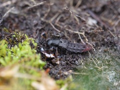 Platydracus tarsalis