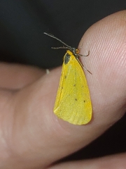 Setina