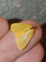 Setina