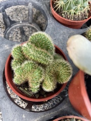 Cleistocactus winteri