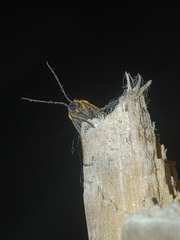 Setina