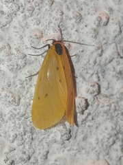 Setina