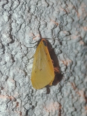 Setina