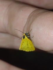Setina