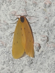 Setina
