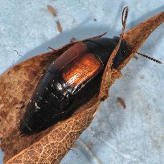 Tachinus fimbriatus