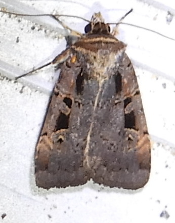 Morrison's Sooty Dart