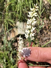 Vicia pulchella